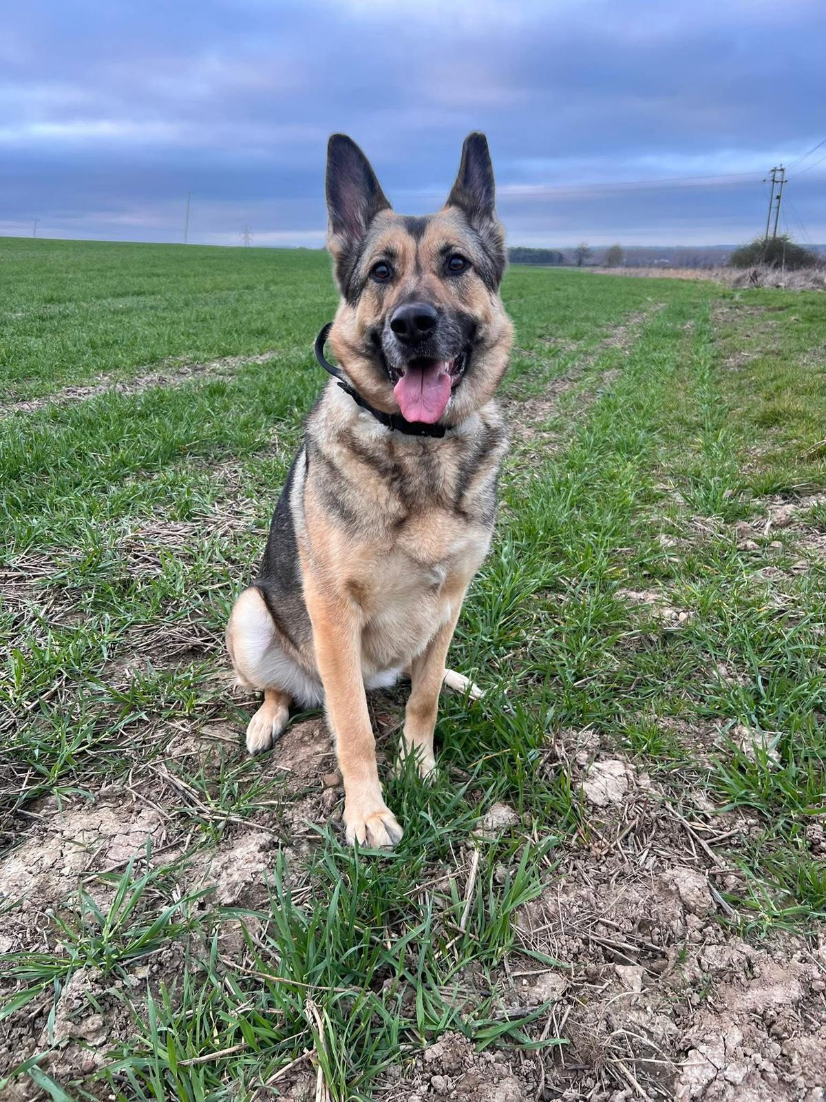 ROXIE - HERTS